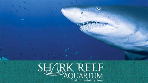 Mandalay bay shark reef reviews  Whether you want to relax at the spa, play golf, shop, dine, or explore the beach, you will find something to suit your taste and budget